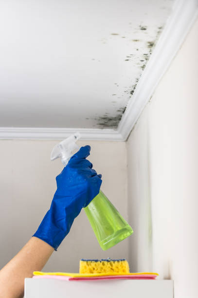 Best Commercial Mold Remediation in Keshore, LA
